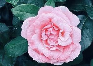 趣味の写真・・・奥殿陣屋 - 井畑花の道サークル　＆ 　趣味の写真