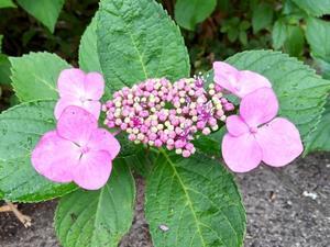 花でないもので飾る花たち - 水元かわせみの里水辺のふれあいルーム