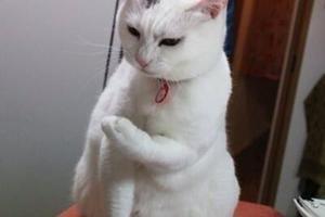 シーズンVI Round 3 Day 11 No not again！ - 山猫亭改修之記