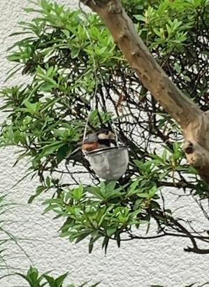 数年ぶりにヤマガラの飛来 - 光さんの日常２