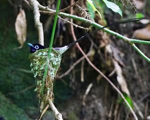 暗ーい所に完成していた！サンコウチョウの巣 - シエロの野鳥観察記録