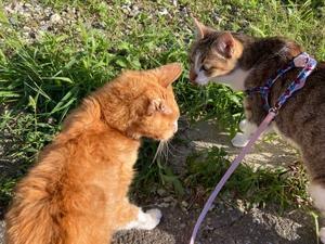 なつかしのチャッピー - 「両手のない猫」チビタと愉快な仲間たち