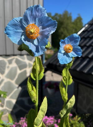 花　と　孫 - 北欧万華帖