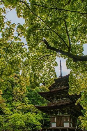 西明寺（湖東三山）～青もみじ - 山紫水明