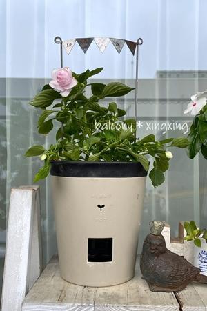 いち押しの　ダイソー底面給水ポット - balcony＊xingxing＊