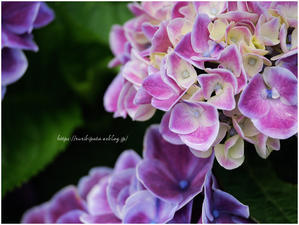 紫陽花2025 #037 @ M.ZUIKO DIGITAL ED 90mm F3.5 Macro IS Pro - ルリビタキの気まぐれPATA＊PATA