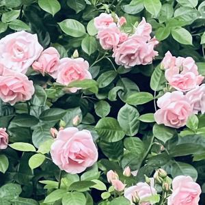 ６月 - ダイアリー