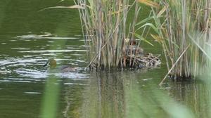 ★カイツブリ抱卵中！先週末の鳥類園（2025.6.14～15） - 葛西臨海公園・鳥類園Ⅱ