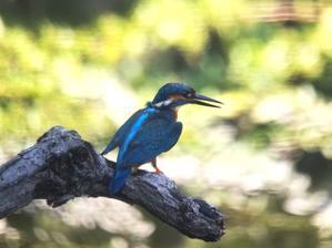 自然学習講座「都市環境とカラスの暮らし ～都市鳥の移り変わり～」を実施しました！ - 水元かわせみの里水辺のふれあいルーム