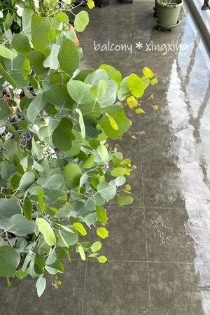 早くも打ち水開始なり･･･(・_・;) - balcony＊xingxing＊