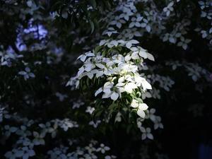 山法師 - きずなの家創り