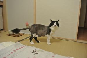 続ちぃさんの命日 - 「両手のない猫」チビタと愉快な仲間たち