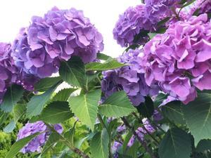 主の居ない家に咲く紫陽花 - 続・suisuiつくる