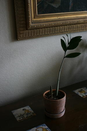 Zamioculas Zamifolia - はれ、のちくもり
