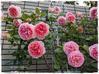 La rose 薔薇の庭 - ‘ボスコベル’二番花、ハダニに負けず満開