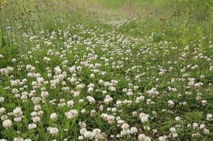 突哨山ぴぴの路に外来植物が‼ - 突哨山(とっしょうざん)花ごよみ２　spipino2's Blog