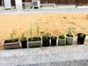 ちぃちゃん - 苗、苗、植えてきた～！ (なえ なえ うえてきた～！)