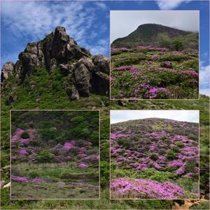 扇ヶ鼻＆久住山へミヤマキリシマ鑑賞登山・・・その2。 - そうだ！山に登ろう