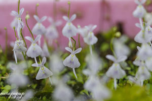 うさぎ苔…水苔ｗ - The blog of meraki　