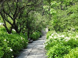 『本巣市佐原(根尾川ガーデン)の紫陽花園　1』 - 自然風の自然風だより