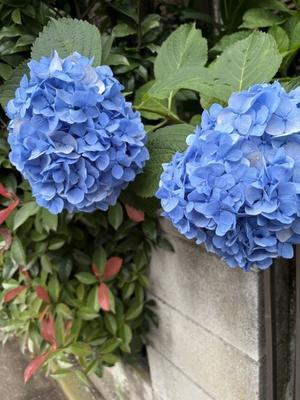 先天性白内障で生まれたmaiの気まぐれ社会人日記