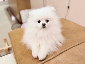 動物病院での撮影は是か非か - 徒然てんぐさ