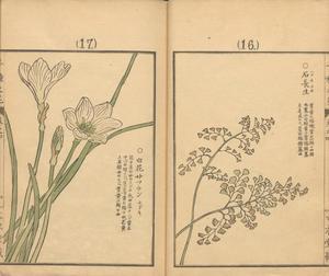 京都の風に吹かれて　　幸野楳嶺・千草の花　を観る4-2 - 京都の風に吹かれて