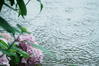 野沢温泉とその周辺いろいろ２ - 雨の日のアジサイ