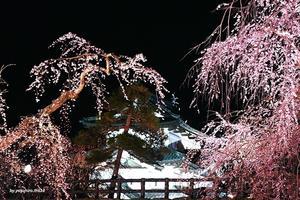 城と桜 - 俺の心旅