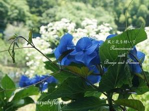 青い宝石のような・・・ - 風と花を紡いで
