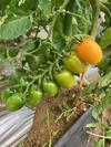 鎌倉オステリアジョイア　日々の自家畑作業＆収穫した野菜や料理をＵＰしていきます - トマト達１４５株　防鳥ネットは張り巡らしております　これから天井を作ります　風で音の鳴るテープ