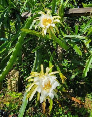 ドラゴンフルーツのお花 - Nature Care Hawaii