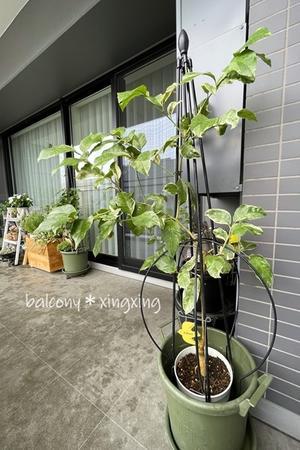 ヒラヒラと敵機襲来！ - balcony＊xingxing＊