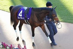 ブローザホーン（２４’有馬記念１２） - 愛しのサラブレッド写真館　
