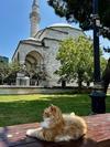 Days of Being Wild in MADRIZ　 - Gatos callejeros de Estambul