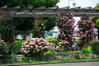写真とパピオン大好き３ - 横浜市　山下公園の薔薇1