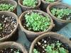 沖縄の風 - 間引き？ 青しそ、かすみ草、ラベンダー、成長中。