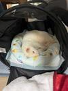 いたち生活 - ピータロー病院へ行く!!