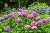 おやじのかおり　TM - 王子　飛鳥山公園の紫陽花 　その８