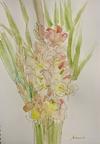 夏目明美作品集＊油絵・水彩画 - グラジオラス、透明水彩