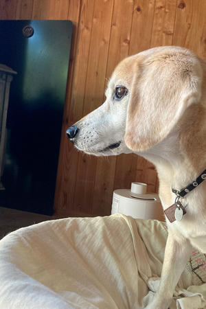 犬と楽しむスローライフ