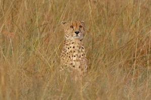 ケニアでサファリ４（最高齢チーターは、メスのノラで１３歳） - 旅プラスの日記