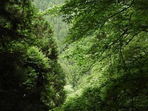 夏に見かける白い花木：朴、栃、山楂、オオバアサガラ（大葉麻殻）、ガマズミ、ミズキ、コアジサイ、ほか - 世話要らずの庭