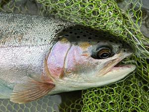  <Episode #747> 衝撃 / Dirty river - slow fishing ver.3