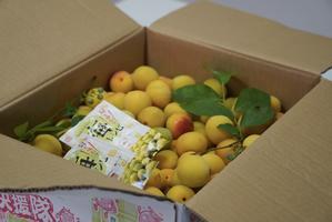 男性料理教室【梅干し、梅シロップを作りましょう】 - sweet+
