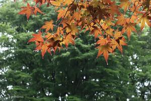梅雨は？なかった？ - マイ・ライフ
