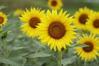 四季折々 - マリーゴールドの丘の向日葵&#127803;
