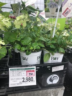 壁面のクレマチス(*^^*) - ペコリの庭と今日もニコ