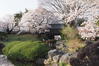 青のち橙の日々 - 20250418　桜咲く高島城　５
