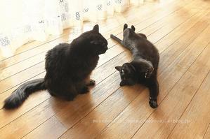 玉のような未確認飛行物体 - ねこのあくび